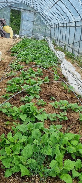 최영호님의 자유주제 · 자유게시판 작성글 사진