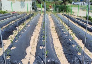 김중언님의 고추 · 지주설치•유인•성장 작성글 사진