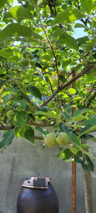 김중언님의 고추 · 지주설치•유인•성장 작성글 사진