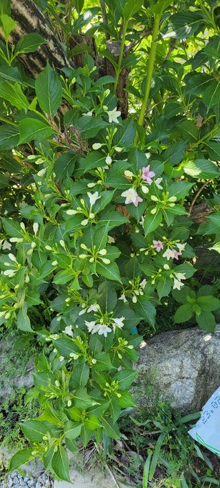 김중언님의 고추 · 지주설치•유인•성장 작성글 사진