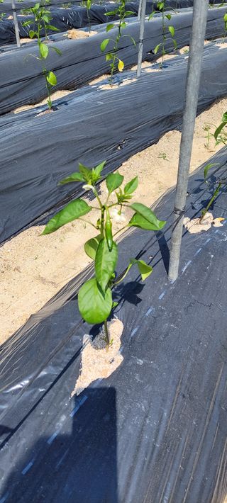 김중언님의 고추 · 지주설치•유인•성장 작성글 사진