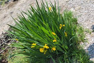 김중언님의 고추 · 지주설치•유인•성장 작성글 사진