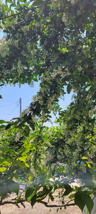 김중언님의 고추 · 지주설치•유인•성장 작성글 사진