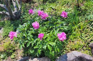 김중언님의 고추 · 지주설치•유인•성장 작성글 사진