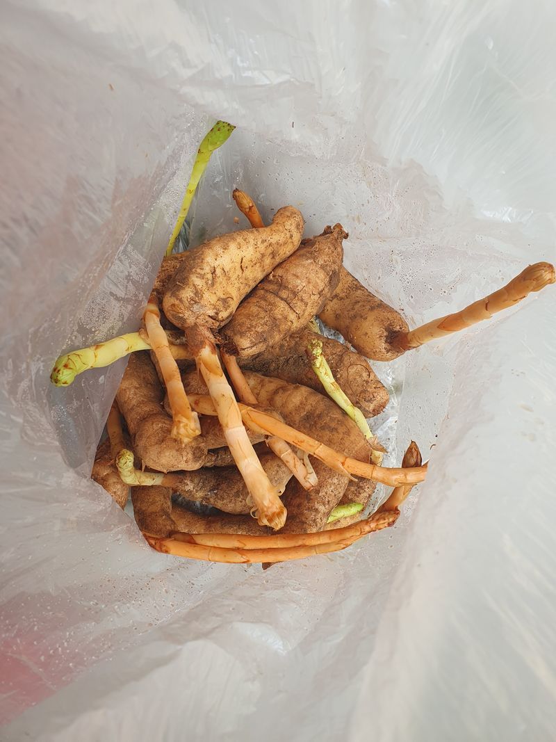 장터 상품 [자연산 천마 1kg] 썸네일