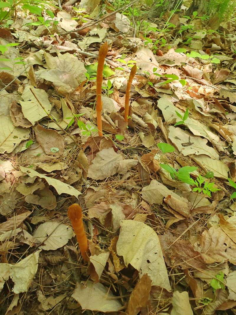 신현숙님의 장터 판매 상품 [자연산 천마 1kg] 첨부 사진