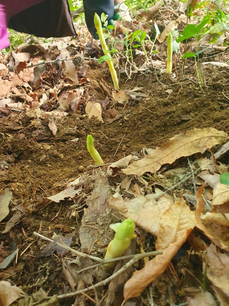 신현숙님의 장터 판매 상품 [자연산 천마 1kg] 첨부 사진