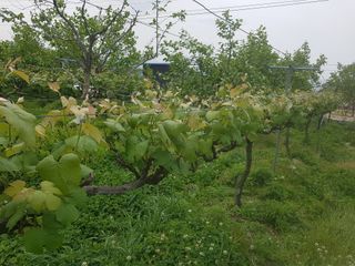 보람농장님의 포도 · 자유게시판 작성글 사진
