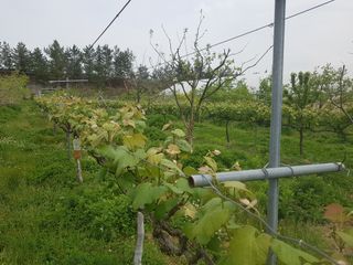 보람농장님의 포도 · 자유게시판 작성글 사진