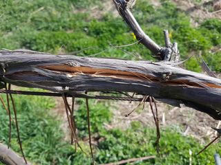 보람농장님의 포도 · 자유게시판 작성글 사진