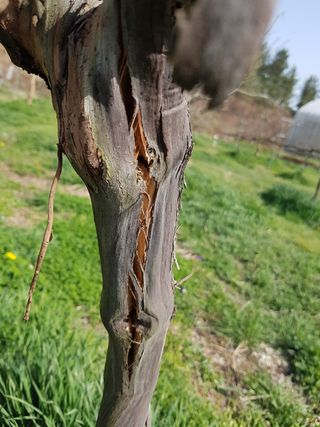 보람농장님의 포도 · 자유게시판 작성글 사진