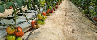 그린톡톡 오계상님의 토마토 · 비료•농약 작성글 사진