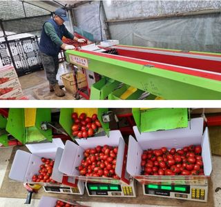 그린톡톡 오계상님의 토마토 · 비료•농약 작성글 사진