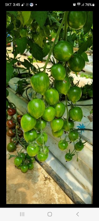 그린톡톡 오계상님의 토마토 · 비료•농약 작성글 사진