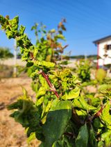 팜모닝 매실·병해충상담 게시글 이미지