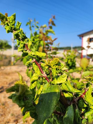 하늘만큼님의 매실 · 병해충상담 작성글 사진