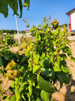 하늘만큼님의 매실 · 병해충상담 작성글 사진