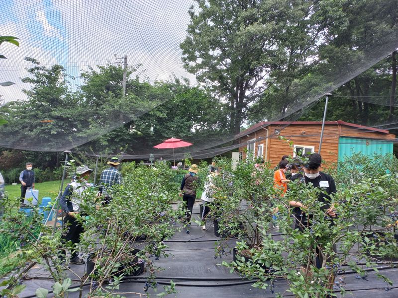 장터 상품 [불루베리  1키로  가격입니다] 썸네일