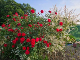 모란님의 작성글 사진
