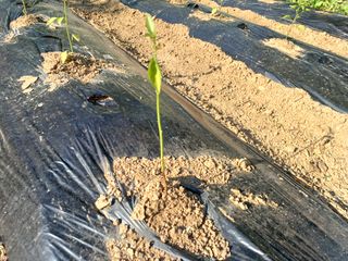 이용석님의 고추 · 병해충상담 작성글 사진