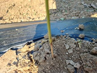 이용석님의 고추 · 병해충상담 작성글 사진