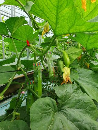 그린톡톡 오계상님의 호박 · 자유게시판 작성글 사진