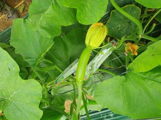 그린톡톡 오계상님의 호박 · 자유게시판 작성글 사진