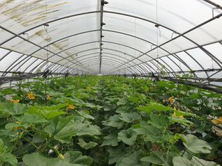 그린톡톡 오계상님의 호박 · 자유게시판 작성글 사진