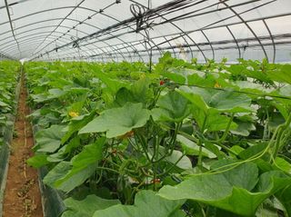 그린톡톡 오계상님의 호박 · 자유게시판 작성글 사진