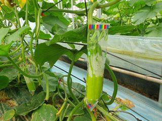 그린톡톡 오계상님의 호박 · 자유게시판 작성글 사진