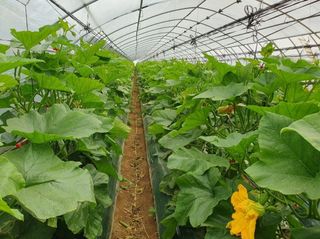 그린톡톡 오계상님의 호박 · 자유게시판 작성글 사진