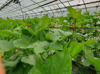 그린톡톡 오계상님의 호박 · 자유게시판 작성글 사진