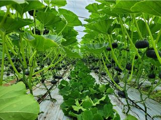 그린톡톡 오계상님의 호박 · 자유게시판 작성글 사진