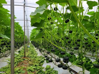 그린톡톡 오계상님의 호박 · 자유게시판 작성글 사진