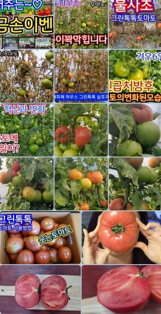 그린톡톡 오계상님의 토마토 · 일상 작성글 사진