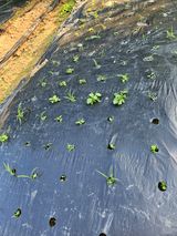 팜모닝 자유주제·자유게시판 게시글 이미지