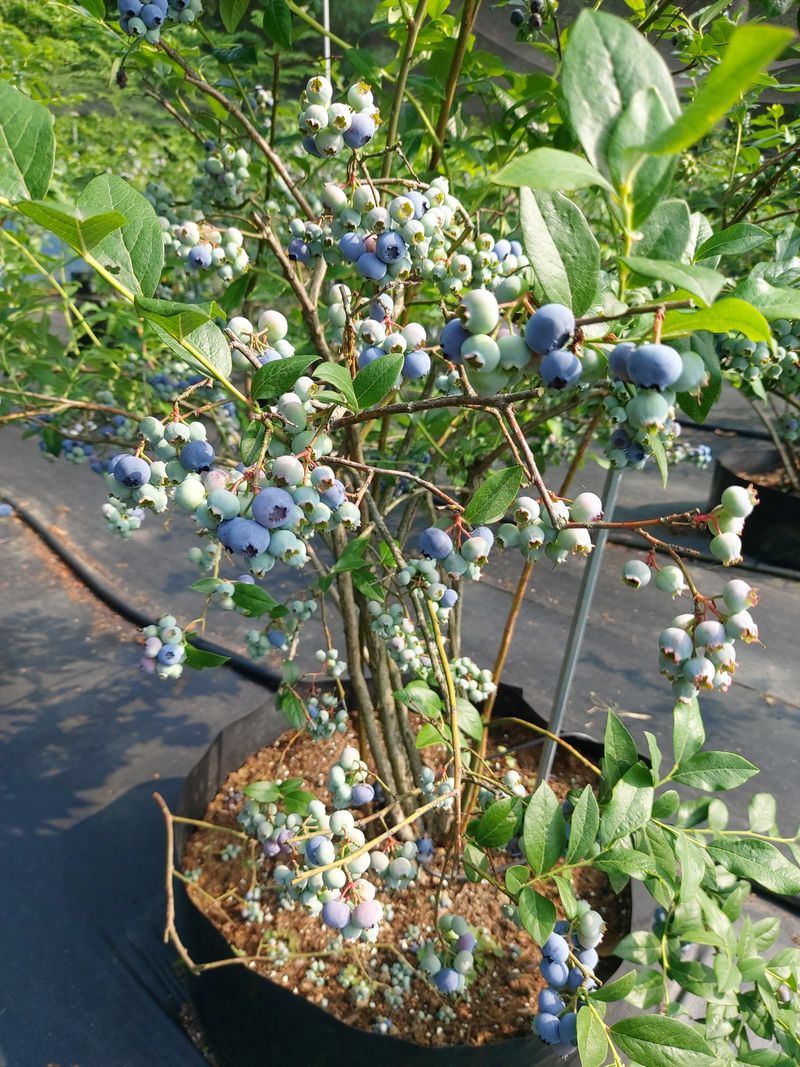 장터 상품 [불루베리 1키로] 썸네일