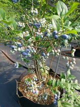 팜모닝 · 게시글 이미지