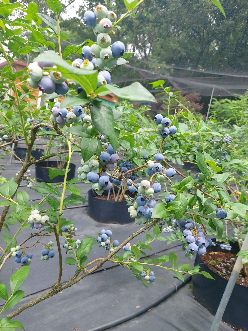 모란님의 장터 판매 상품 [불루베리 1키로] 첨부 사진