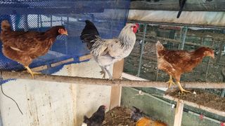 김민철 님의 기타작물 · 자유게시판 작성글 사진