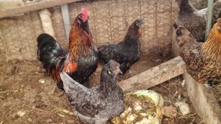 김민철 님의 기타작물 · 자유게시판 작성글 사진