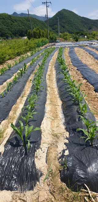 양촌리 2912님의 자유주제 · 사진전 작성글 사진