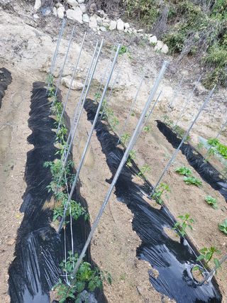 짱순이연속8월출석왕님의 토마토 · 생장기 농작업 작성글 사진