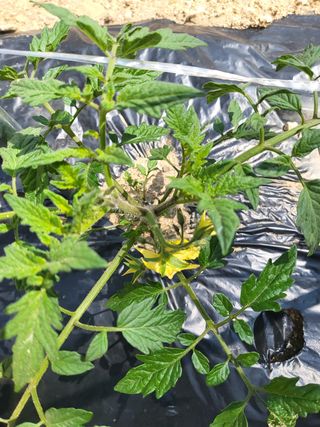 짱순이연속8월출석왕님의 토마토 · 생장기 농작업 작성글 사진