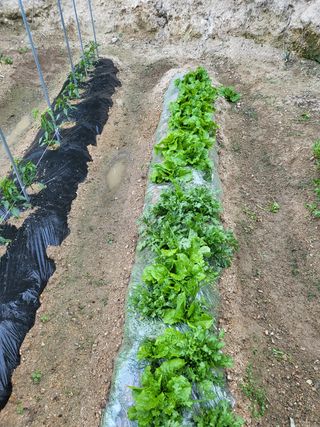 짱순이연속8월출석왕님의 상추 · 자유게시판 작성글 사진