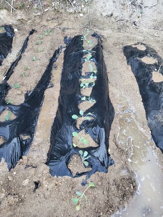 짱순이연속8월출석왕님의 기타작물 · 자유게시판 작성글 사진