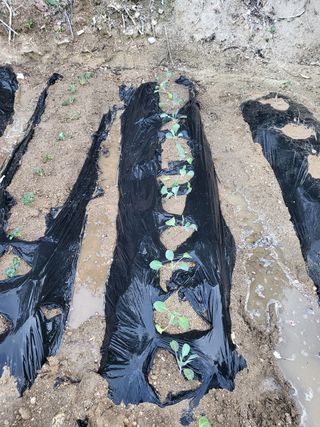 짱순이연속8월출석왕님의 기타작물 · 자유게시판 작성글 사진