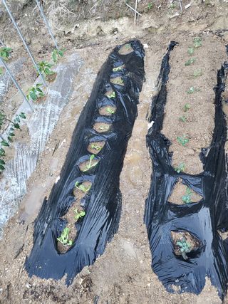 짱순이연속8월출석왕님의 기타작물 · 자유게시판 작성글 사진