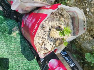 짱순이연속8월출석왕님의 두릅 · 일상 작성글 사진