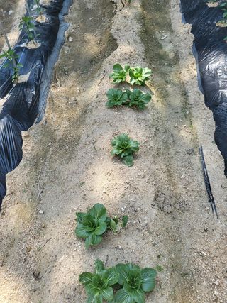 짱순이연속8월출석왕님의 기타작물 · 자유게시판 작성글 사진